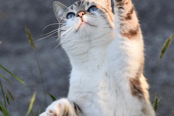 The Enigmatic Charm of Cats