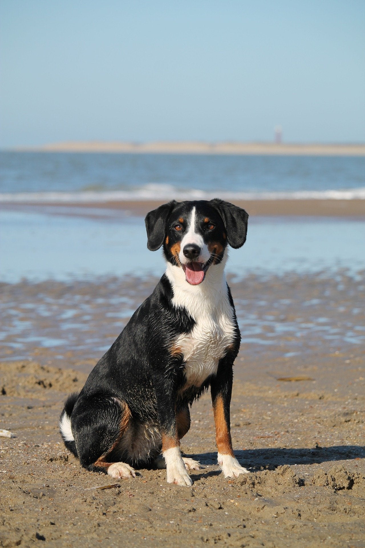 The Benefits of Owning a Dog