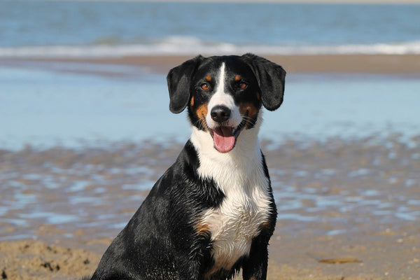 The Benefits of Owning a Dog